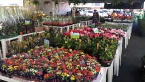 Leia mais sobre o artigo Festival das Flores de Holambra chega a Brasília