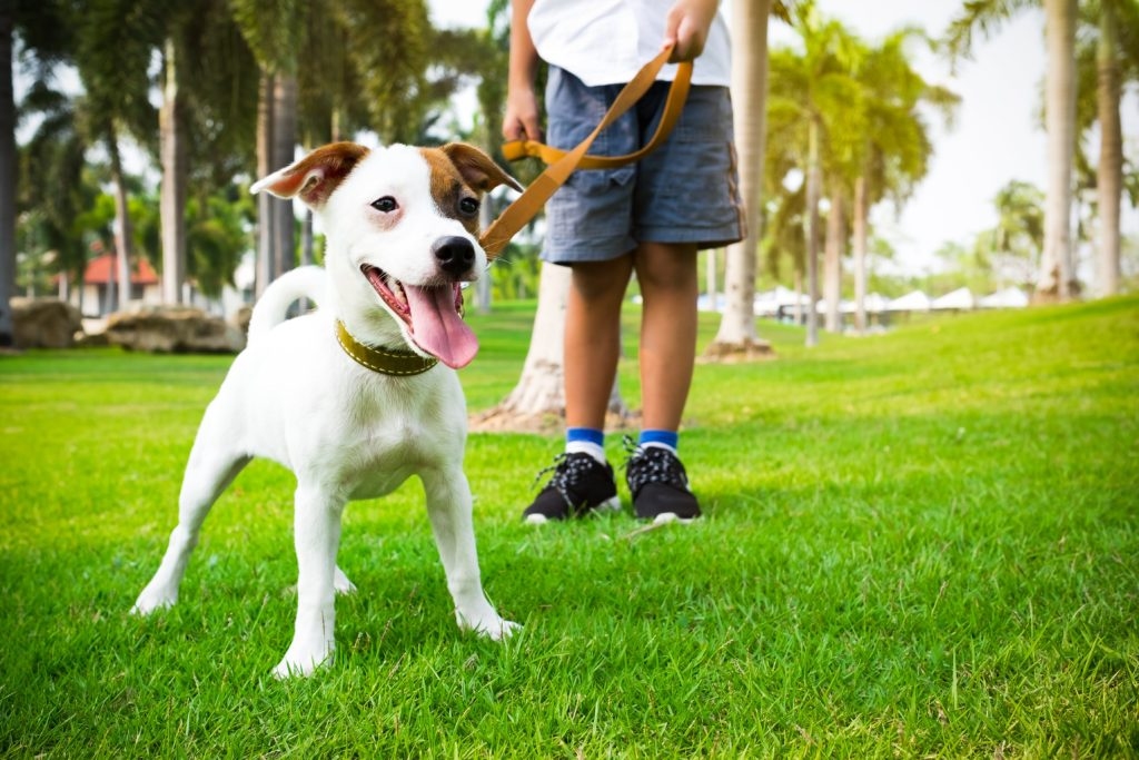No momento você está vendo Aplicativo que oferece passeio para cães chega a Brasília