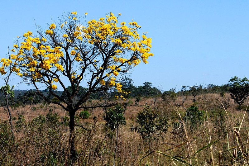 No momento você está vendo Impact Hub Brasília busca auxiliar na conservação do Cerrado brasileiro