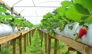 Leia mais sobre o artigo Estudo confirma viabilidade do cultivo de morango hidropônico no Distrito Federal