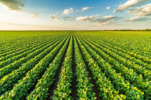 Leia mais sobre o artigo IHARA estará presente na AgroBrasília com novas tecnologias para as culturas da soja e milho