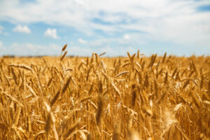 Leia mais sobre o artigo Tratamento de sementes: etapa essencial de proteção para a próxima safra de trigo